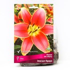 Лилии ОА-Гибриды «Элегант Краун», 14/16 р-р, 2 шт. 110 h(см), Осень 2022 - Фото 1