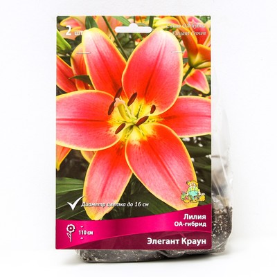 Лилии ОА-Гибриды «Элегант Краун», 14/16 р-р, 2 шт. 110 h(см), Осень 2022