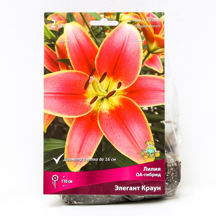 Лилии ОА-Гибриды «Элегант Краун», 14/16 р-р, 2 шт. 110 h(см), Осень 2022 - Фото 1