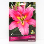 Лилии ОТ-Гибриды Авентино, 14/16 р-р, 2 шт. 110-130 h(см), Осень 2024  (артикул 9246258)  большой выбор товаров оптом и в розницу по низким ценам с доставкой