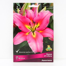 Лилии ОТ-Гибриды Авентино, 14/16 р-р, 2 шт. 110-130 h(см), Осень 2024  (артикул 9246258)  большой выбор товаров оптом и в розницу по низким ценам с доставкой