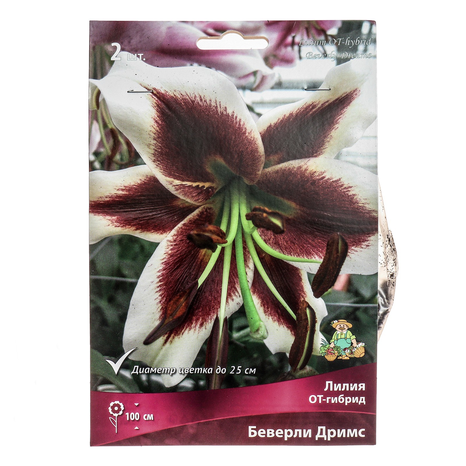 Лилия Беверли Дрим 3 шт. COLORLINE 173500603 купить в интернет-магазине Wildberr