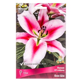 Лилии ОТ-Гибриды Бон Ши, 14/16 р-р, 2 шт. 110 h(см), Осень 2024  (артикул 9246266)  большой выбор товаров оптом и в розницу по низким ценам с доставкой