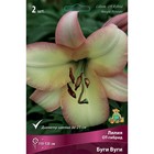 Лилии ОТ-Гибриды «Буги Вуги», 14/16 р-р, 2 шт. 115 h(см), Осень 2025  (артикул 9246268)  большой выбор товаров оптом и в розницу по низким ценам с доставкой