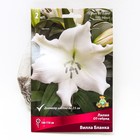 Лилии ОТ-Гибриды «Вилла Бланка», 14/16 р-р, 2 шт. 100-110 h(см), Осень 2022  (артикул 9246269)  большой выбор товаров оптом и в розницу по низким ценам с доставкой