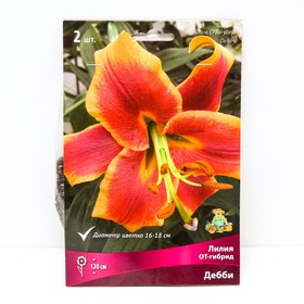Лилии ОТ-Гибриды Дебби, 14/16 р-р, 2 шт. 120 h(см), Осень 2024  (артикул 9246272)  большой выбор товаров оптом и в розницу по низким ценам с доставкой