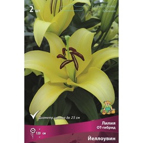 Лилии ОТ-Гибриды «Йеллоувин», 14/16 р-р, 2 шт. 120 h(см), Осень 2024  (артикул 9246278)  большой выбор товаров оптом и в розницу по низким ценам с доставкой