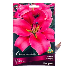 Лилии ОТ-Гибриды «Импрато», 14/16 р-р, 2 шт. 130 h(см), Осень 2022  (артикул 9246279)  большой выбор товаров оптом и в розницу по низким ценам с доставкой