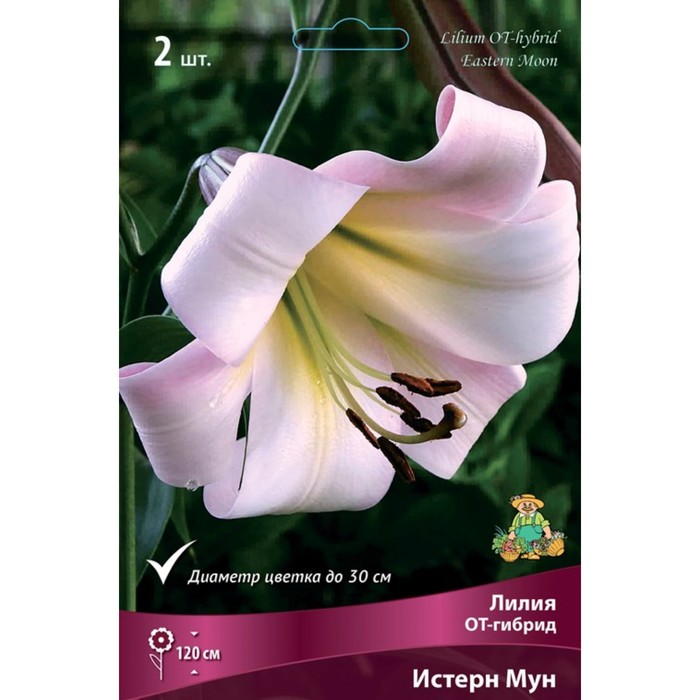 Лилии ОТ-Гибриды Истерн Мун, 14/16 р-р, 2 шт. 120 h(см), Осень 2024