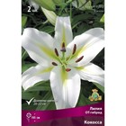 Лилии ОТ-Гибриды Кокосса, 14/16 р-р, 2 шт. 105 h(см), Осень 2024  (артикул 9246282)  большой выбор товаров оптом и в розницу по низким ценам с доставкой