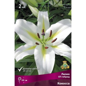 Лилии ОТ-Гибриды Кокосса, 14/16 р-р, 2 шт. 105 h(см), Осень 2024  (артикул 9246282)  большой выбор товаров оптом и в розницу по низким ценам с доставкой