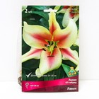 Лилии ОТ-Гибриды «Лавон», 14/16 р-р, 2 шт. 125 h(см), Осень 2022  (артикул 9246284)  большой выбор товаров оптом и в розницу по низким ценам с доставкой