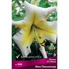 Лилии ОТ-Гибриды Мисс Пикьюлиар, 14/16 р-р, 2 шт. 90 h(см), Осень 2024  (артикул 9246288)  большой выбор товаров оптом и в розницу по низким ценам с доставкой