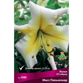 Лилии ОТ-Гибриды Мисс Пикьюлиар, 14/16 р-р, 2 шт. 90 h(см), Осень 2024  (артикул 9246288)  большой выбор товаров оптом и в розницу по низким ценам с доставкой