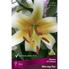 Лилии ОТ-Гибриды Мистер Кас, 14/16 р-р,  шт. 120 h(см), Осень 2024  (артикул 9246290)  большой выбор товаров оптом и в розницу по низким ценам с доставкой