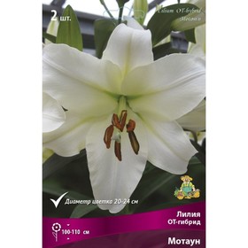 Лилии ОТ-Гибриды «Мотаун», 14/16 р-р, 2 шт. 100-110 h(см), Осень 2022  (артикул 9246293)  большой выбор товаров оптом и в розницу по низким ценам с доставкой