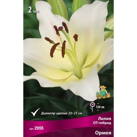 Лилии ОТ-Гибриды «Ормея», 14/16 р-р, 2 шт. 120 h(см), Осень 2025  (артикул 9246300)  большой выбор товаров оптом и в розницу по низким ценам с доставкой