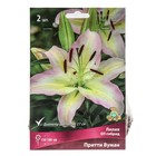 Лилии ОТ-Гибриды Притти Вуман, 14/16 р-р, 2 шт. 180 h(см), Осень 2024  (артикул 9246304)  большой выбор товаров оптом и в розницу по низким ценам с доставкой