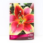 Лилии ОТ-Гибриды «Ред Дач», 14/16 р-р, 2 шт. 100 h(см), Осень 2025  (артикул 9246306)  большой выбор товаров оптом и в розницу по низким ценам с доставкой