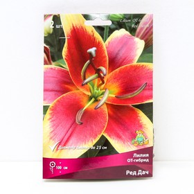 Лилии ОТ-Гибриды «Ред Дач», 14/16 р-р, 2 шт. 100 h(см), Осень 2025  (артикул 9246306)  большой выбор товаров оптом и в розницу по низким ценам с доставкой