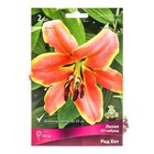 Лилии ОТ-Гибриды «Ред Хот», 14/16 р-р, 2 шт. 110 h(см), Осень 2025 - Фото 1