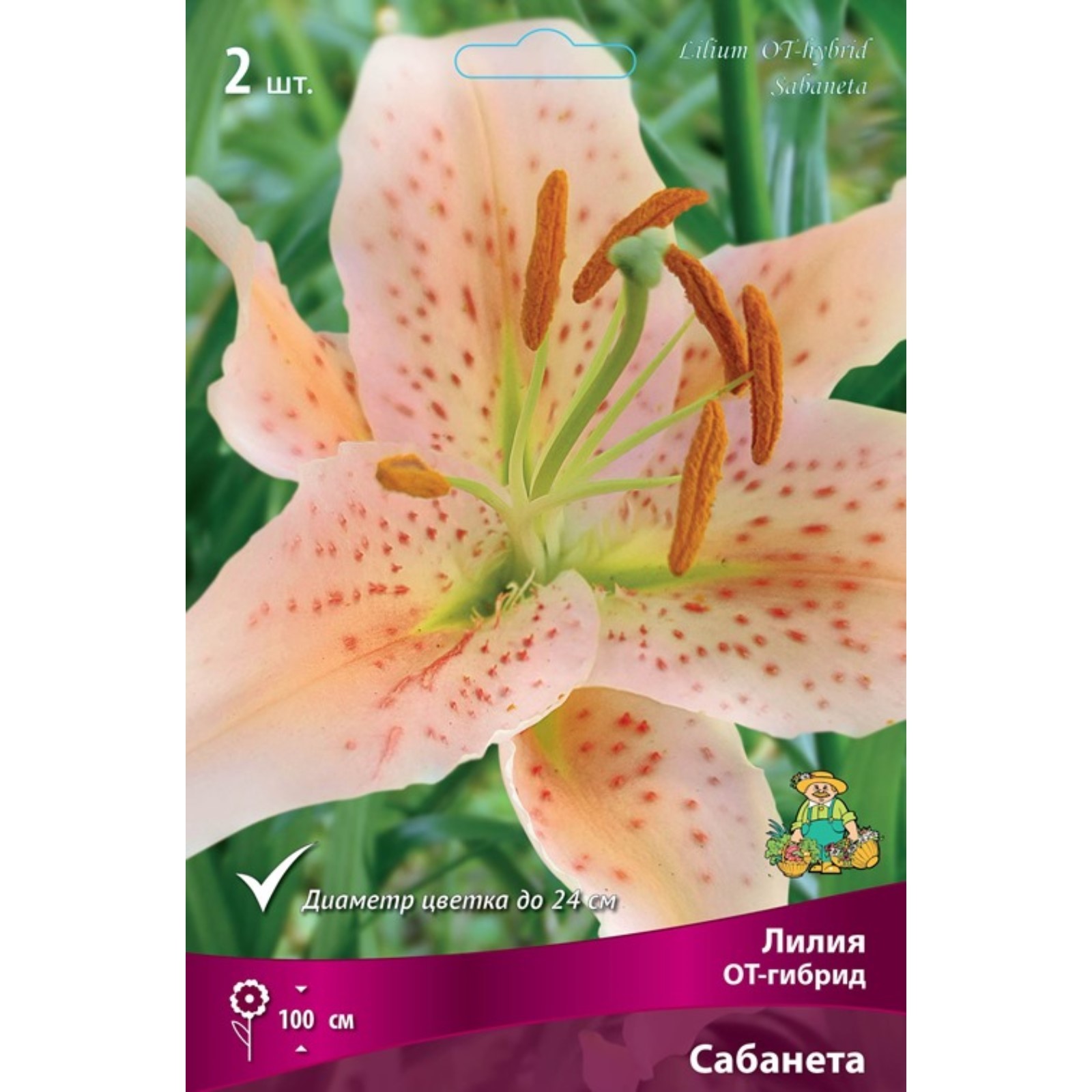 ОТ- гибриды (Оrienpets) - ЛИЛИИ - Фотоальбомы - Mama's Hobby