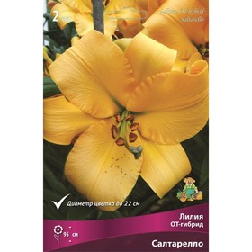 Лилии ОТ-Гибриды Салтарелло, 14/16 р-р, 2 шт. 95 h(см), Осень 2024  (артикул 9246312)  большой выбор товаров оптом и в розницу по низким ценам с доставкой