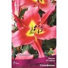 Лилии ОТ-Гибриды «Сатисфекшн», 14/16 р-р, 2 шт. 100 h(см), Осень 2024  (артикул 9246313)  большой выбор товаров оптом и в розницу по низким ценам с доставкой