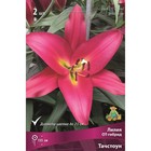 Лилии ОТ-Гибриды Тачстоун, 14/16 р-р, 2 шт. 135 h(см), Осень 2024  (артикул 9246315)  большой выбор товаров оптом и в розницу по низким ценам с доставкой