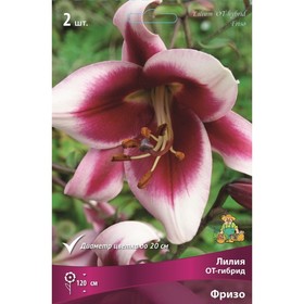 Лилии ОТ-Гибриды Фризо, 14/16 р-р, 2 шт. 120 h(см), Осень 2024  (артикул 9246318)  большой выбор товаров оптом и в розницу по низким ценам с доставкой