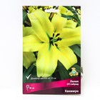 Лилии ОТ-Гибриды «Ханимун», 14/16 р-р, 2 шт. 90 h(см), Осень 2024  (артикул 9246320)  большой выбор товаров оптом и в розницу по низким ценам с доставкой