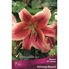 Лилии ОТ-Гибриды «Холланд Бьюти», 14/16 р-р, 2 шт. 95 h(см), Осень 2025  (артикул 9246321)  большой выбор товаров оптом и в розницу по низким ценам с доставкой