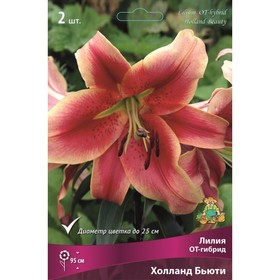 Лилии ОТ-Гибриды «Холланд Бьюти», 14/16 р-р, 2 шт. 95 h(см), Осень 2025  (артикул 9246321)  большой выбор товаров оптом и в розницу по низким ценам с доставкой