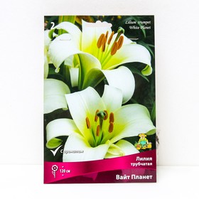 Лилии Трубчатые «Вайт Планет», 14/16 р-р, 2 шт. 120 h(см), Осень 2024  (артикул 9246325)  большой выбор товаров оптом и в розницу по низким ценам с доставкой