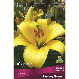 Лилии Трубчатые «Йеллоу Планет», 14/16 р-р, 2 шт. 120 h(см), Осень 2022  (артикул 9246327)  большой выбор товаров оптом и в розницу по низким ценам с доставкой