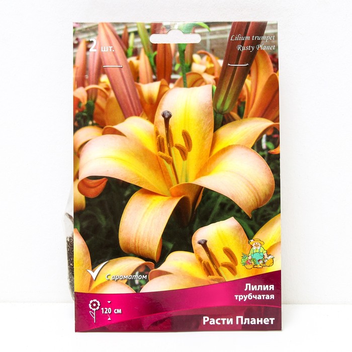 Лилия зеленая - купить по низкой цене на Яндекс Маркете