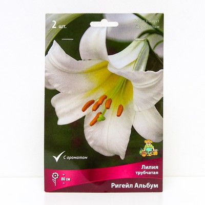 Лилии Трубчатые «Ригейл Альбум», 14/16 р-р, 2 шт. 80 h(см), Осень 2025