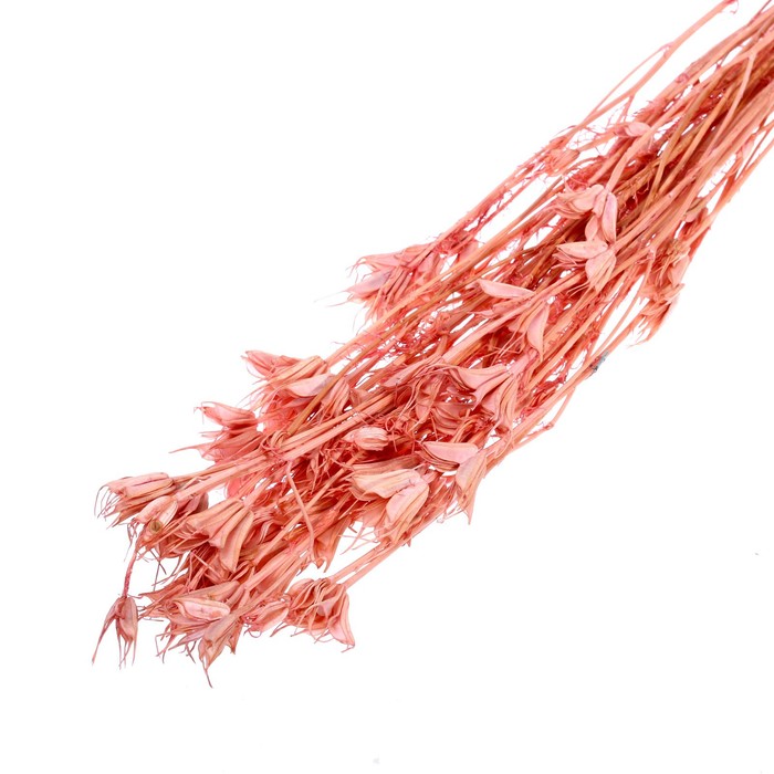 Сухоцвет «Бадьян», розовый, 50 г в упаковке