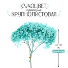 Сухоцвет «Гортензия крупнолистовая», голубая, 1 веточка 60 - 80 см в упаковке 7749536 - фото 9942274