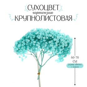 Сухоцвет «Гортензия крупнолистовая», голубая, 1 веточка 60 - 80 см в упаковке