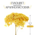 Сухоцвет «Гортензия крупнолистовая», жёлтая, 1 веточка 60 - 70 см в упаковке - фото 9942277