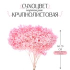 Сухоцвет «Гортензия крупнолистовая», тёмно розовый, 1 веточка 50 - 70 см в упаковке - фото 9942283