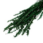 Сухоцвет «Лаванда узколистная», зелёный, 50 -100 г в упаковке - фото 3918229