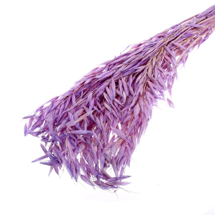 Сухоцвет «Овёс посевной», фиолетовый, 50 г в упаковке