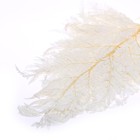 Сухоцвет «Папоротник», белый, 10 шт. в упаковке - Фото 4