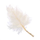 Сухоцвет «Папоротник», белый, 10 шт. в упаковке - Фото 6