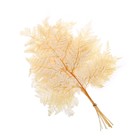 Сухоцвет «Папоротник», жёлтый, 10 шт. в упаковке - Фото 7