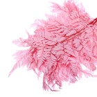 Сухоцвет «Папоротник», розовый, 10 шт. в упаковке - фото 7436588