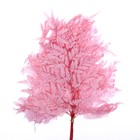 Сухоцвет «Папоротник», розовый, 10 шт. в упаковке - Фото 4
