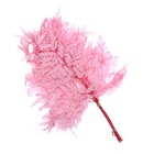 Сухоцвет «Папоротник», розовый, 10 шт. в упаковке - фото 9116910